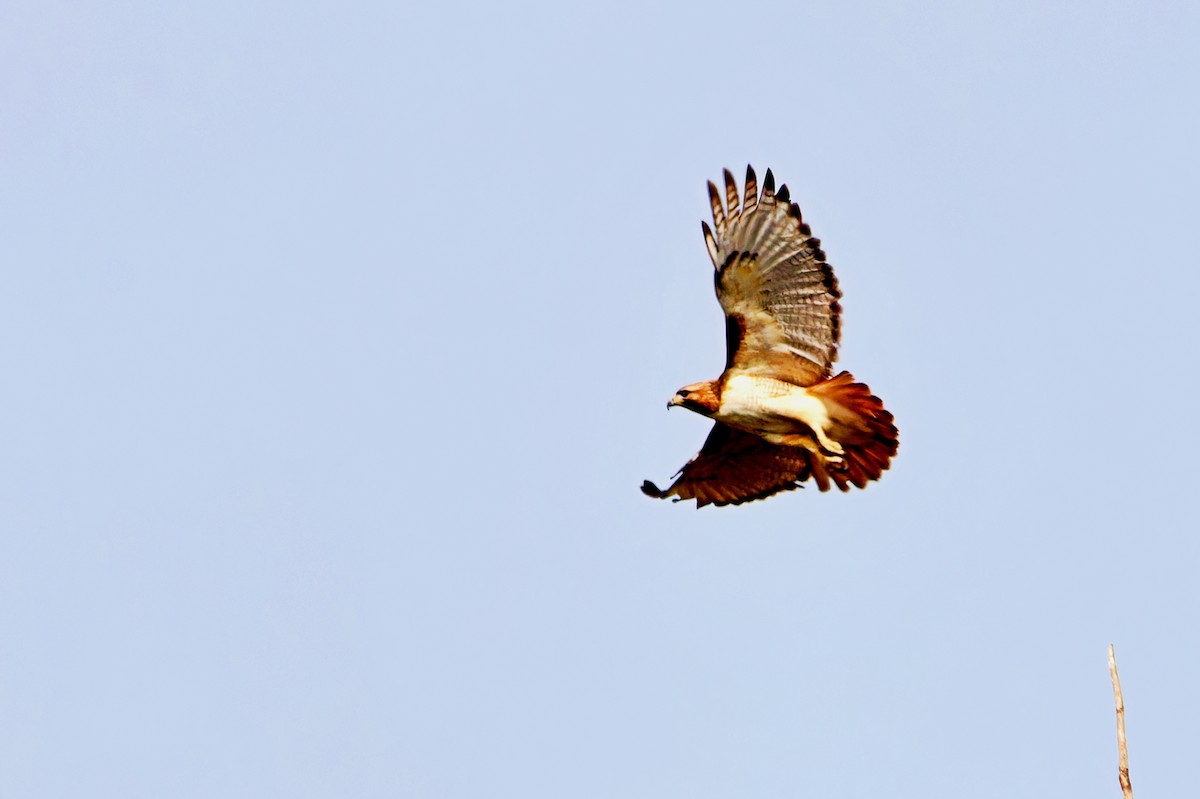 Red-tailed Hawk - ML617435621