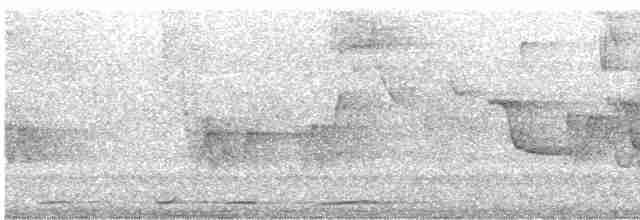 holub krátkozobý - ML617435654