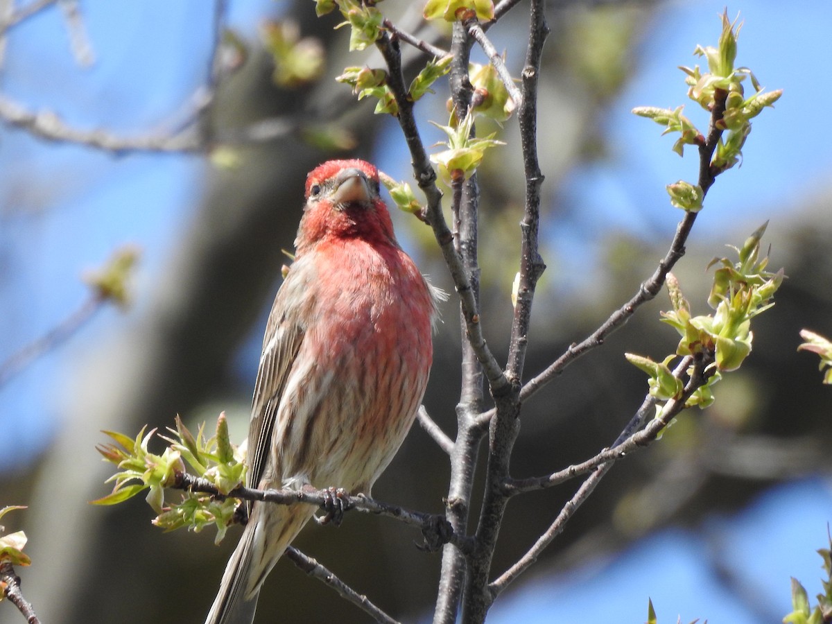 House Finch - Michael Jacobs