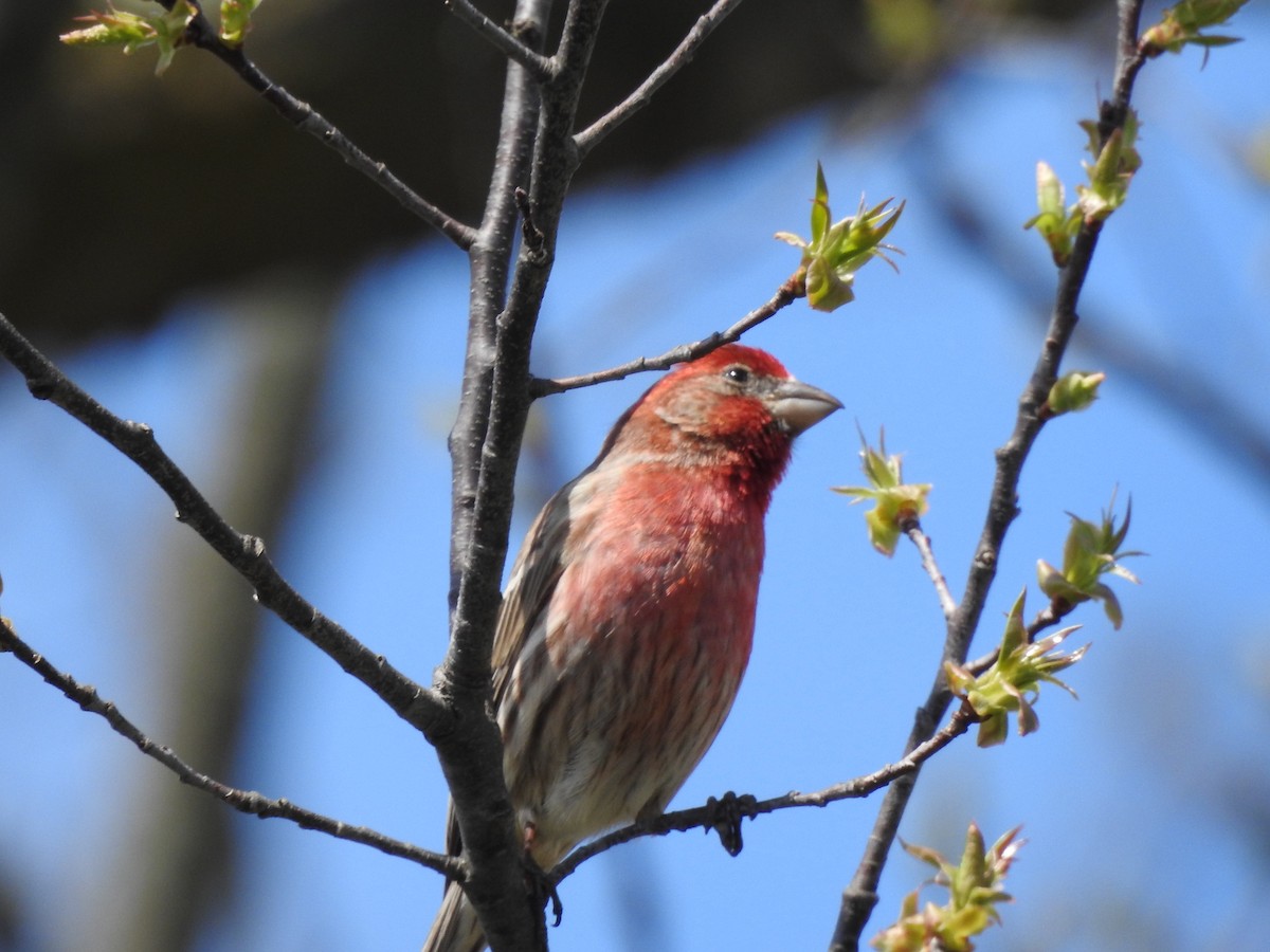 House Finch - Michael Jacobs