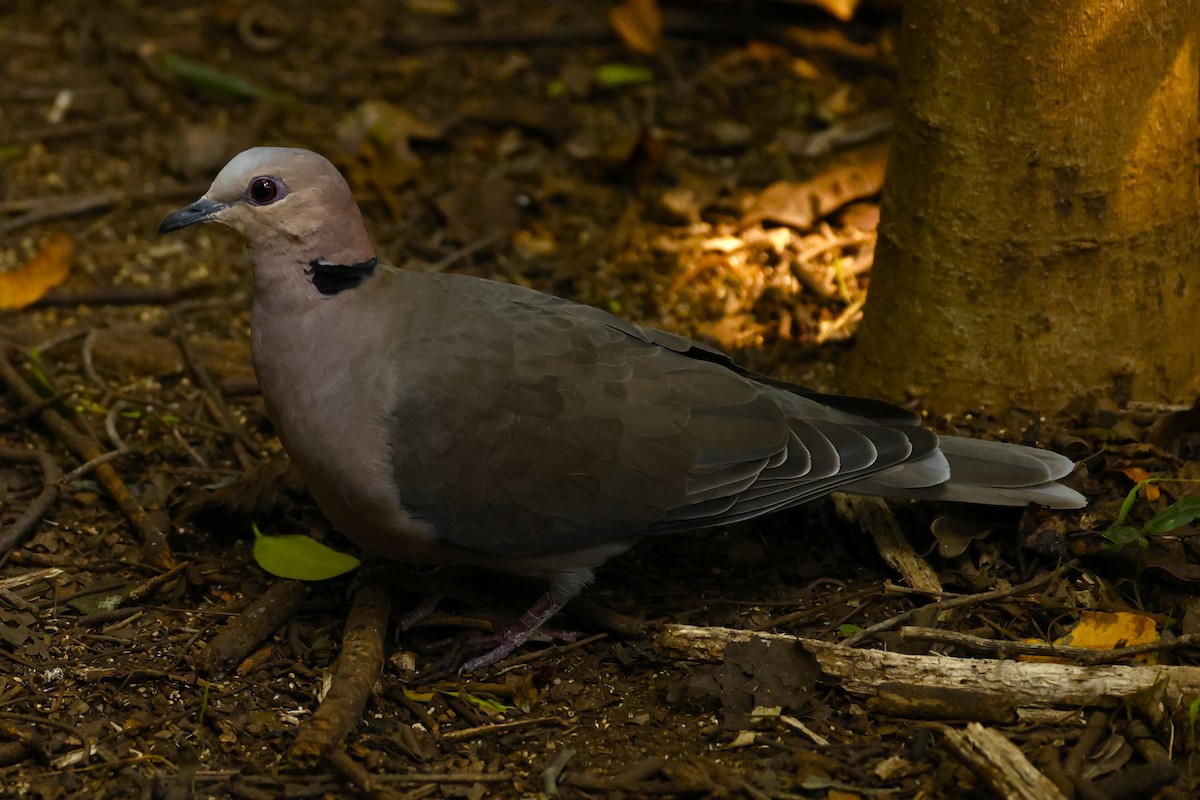 Red-eyed Dove - ML617435800