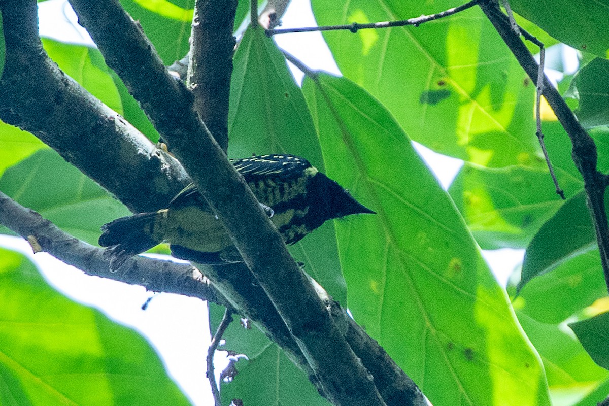 Yellow-spotted Barbet - ML617435969