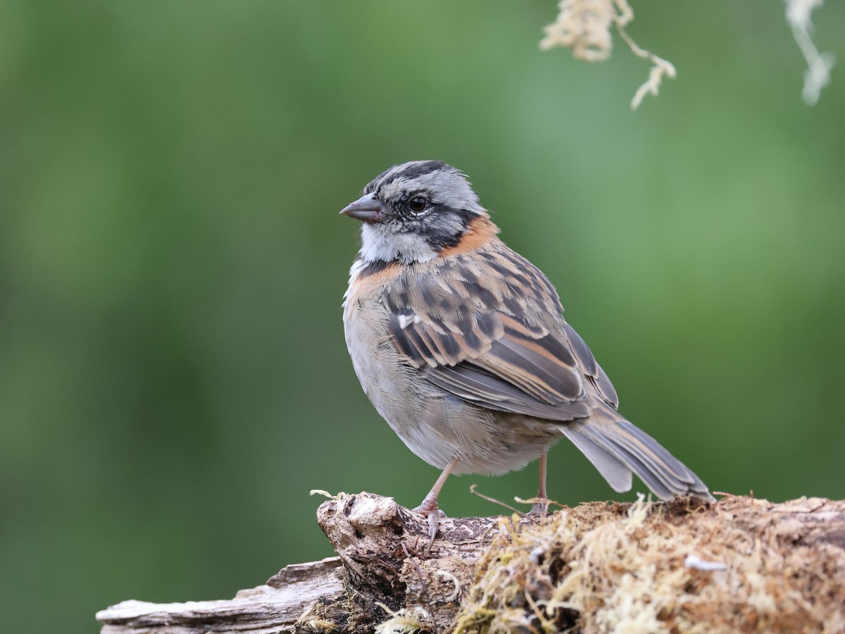 Rufous-collared Sparrow - ML617436074