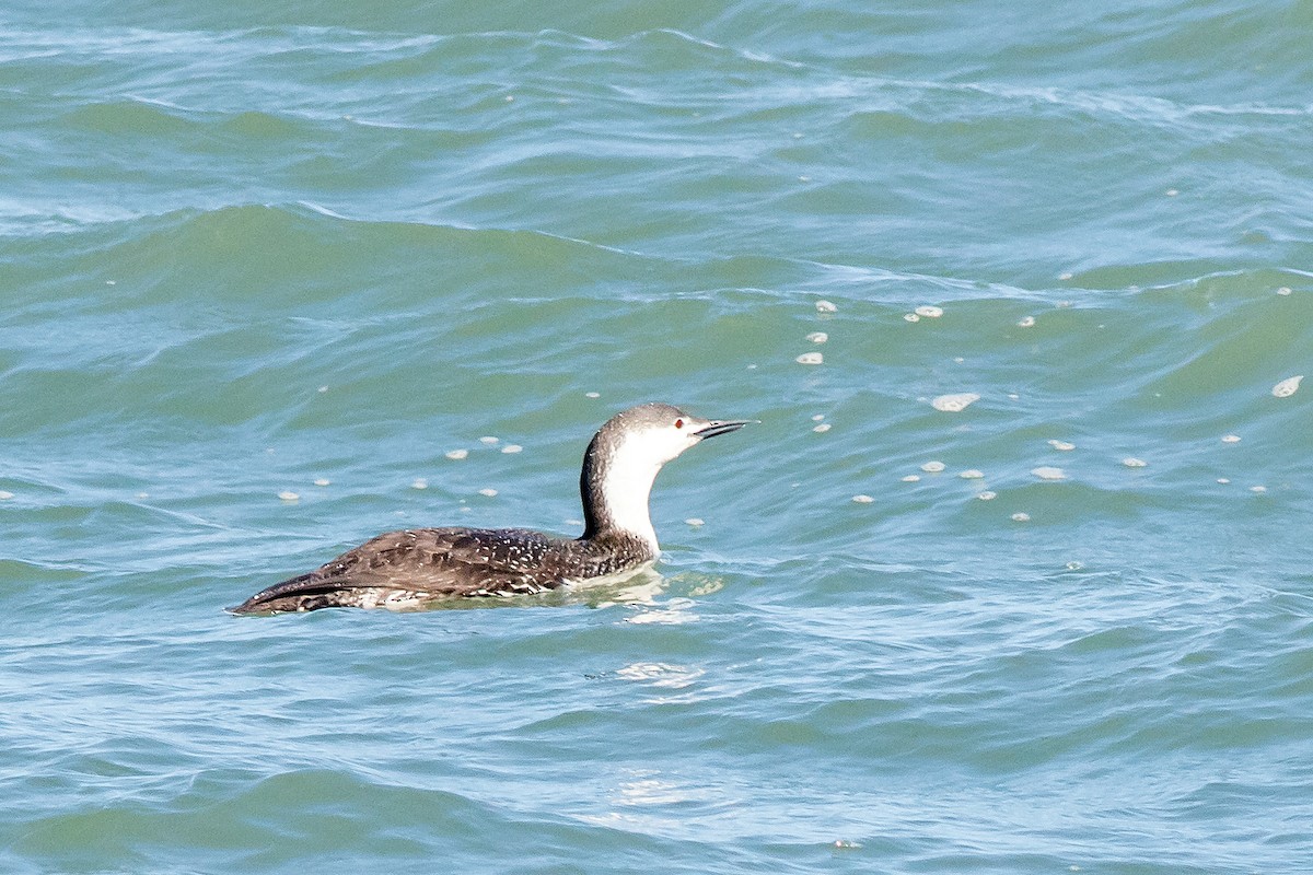 Red-throated Loon - ML617436078