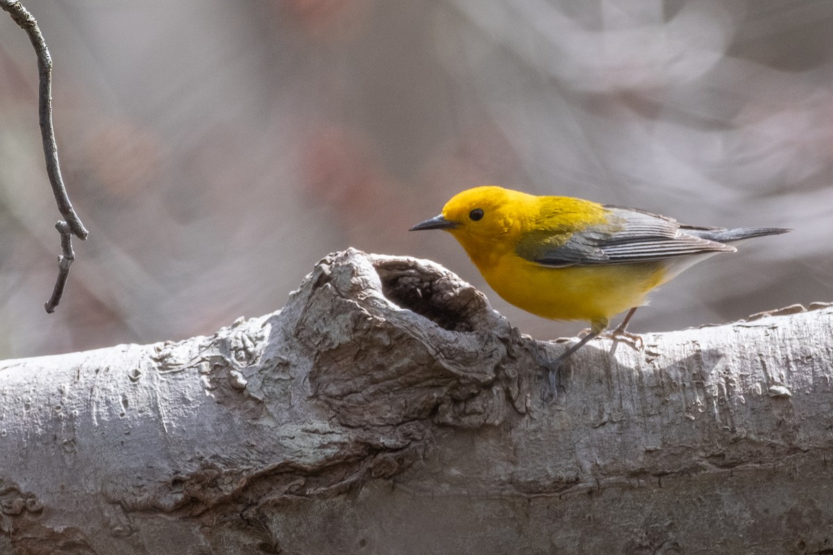 Prothonotary Warbler - ML617436079