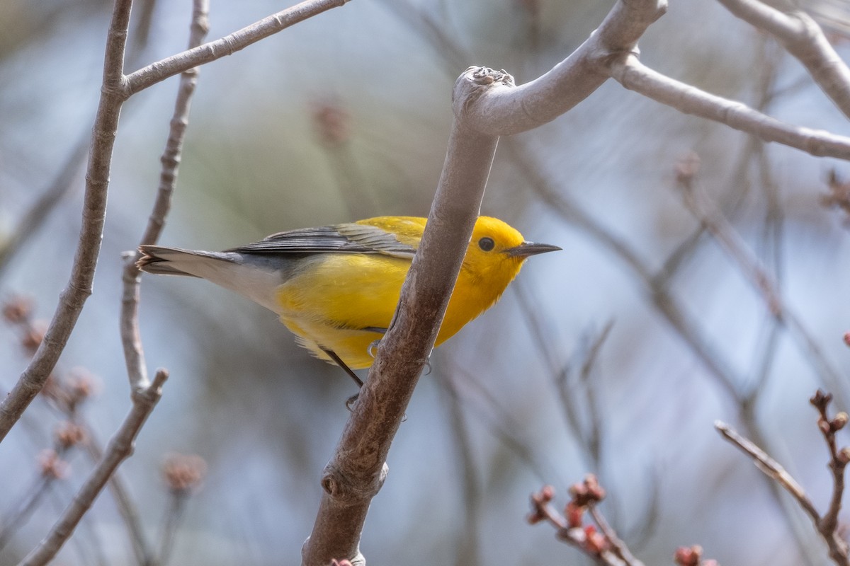 Prothonotary Warbler - ML617436080