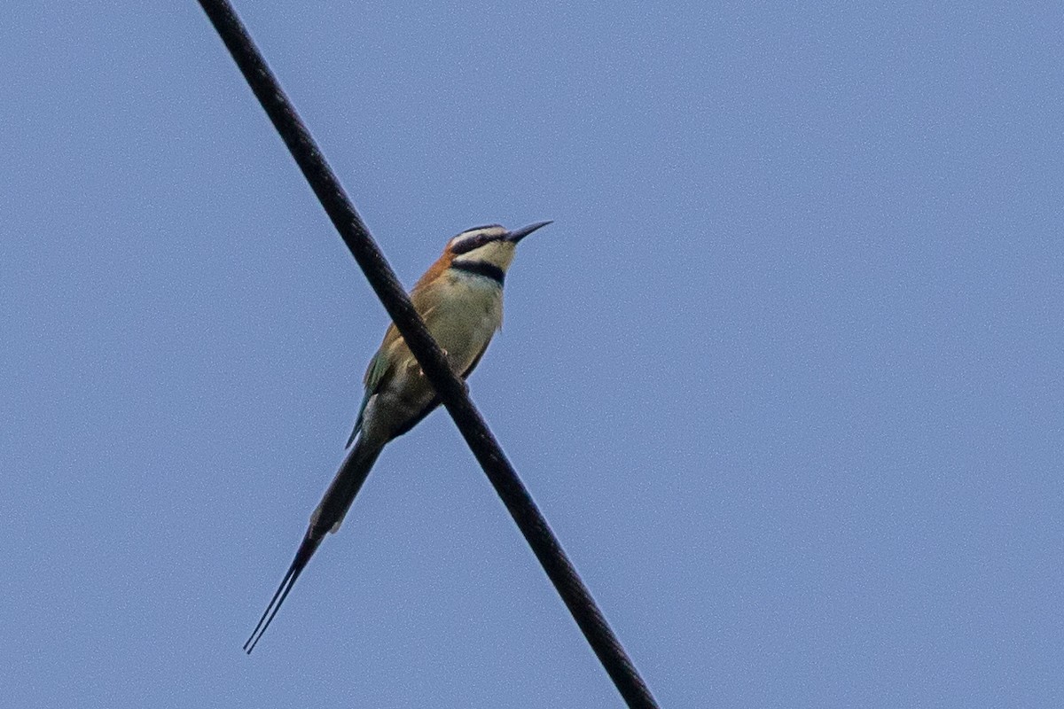 White-throated Bee-eater - Neil Hayward