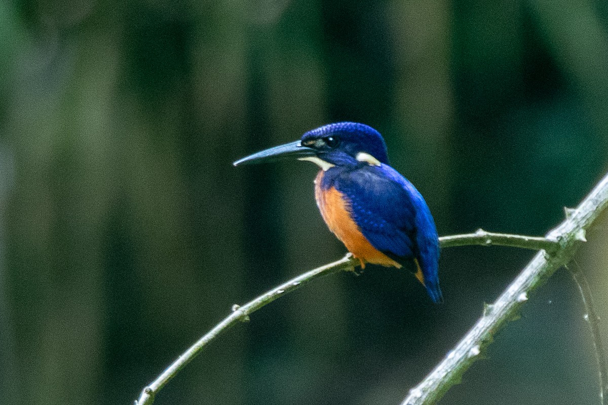 Shining-blue Kingfisher - Neil Hayward