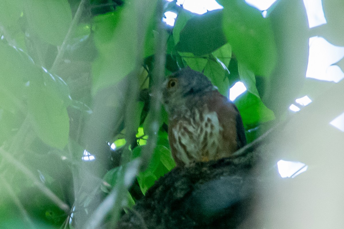 Red-chested Owlet - ML617436186