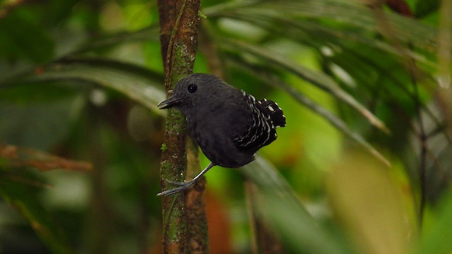 Xingu Scale-backed Antbird - eBird