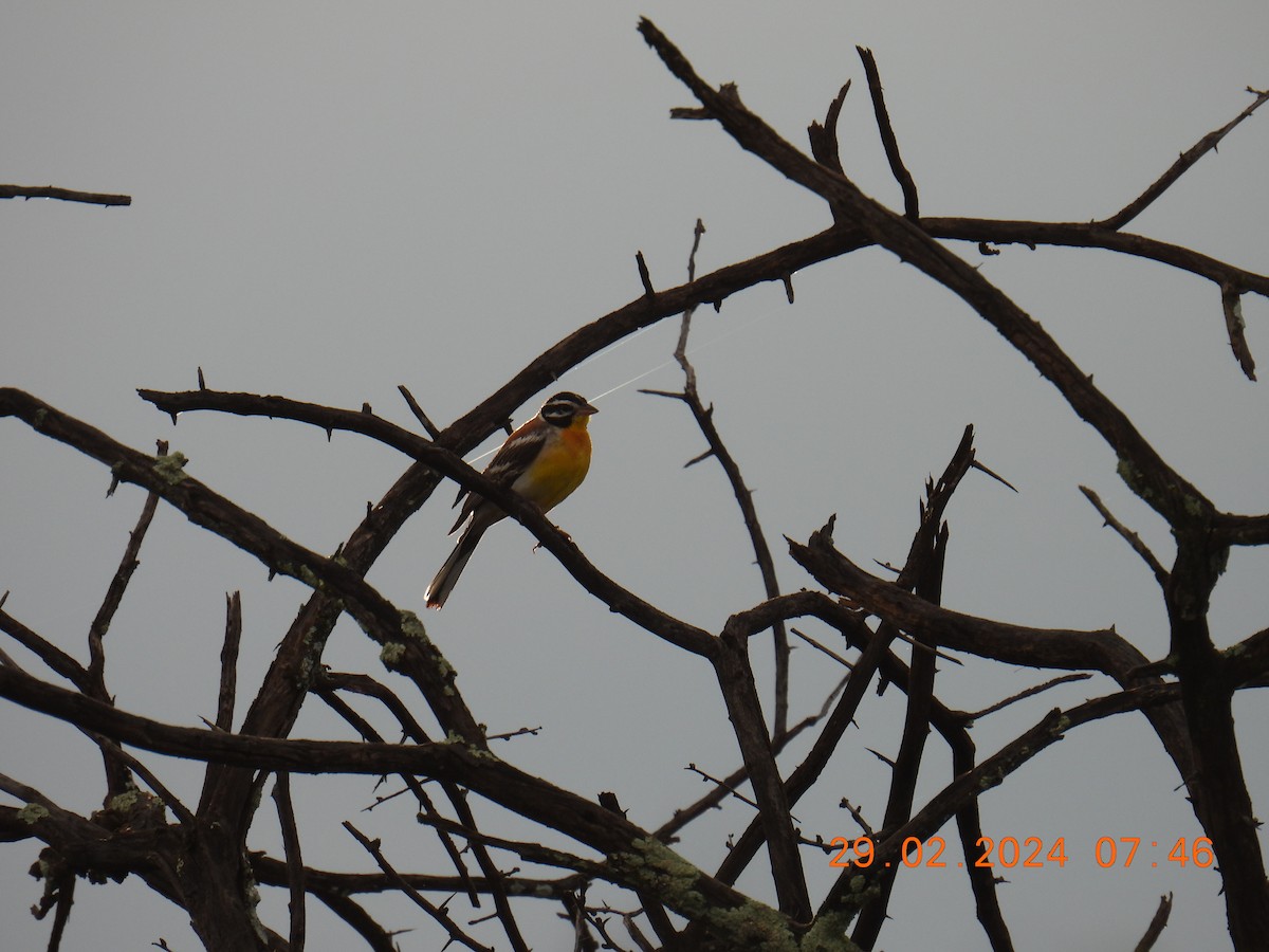 Golden-breasted Bunting - ML617436229