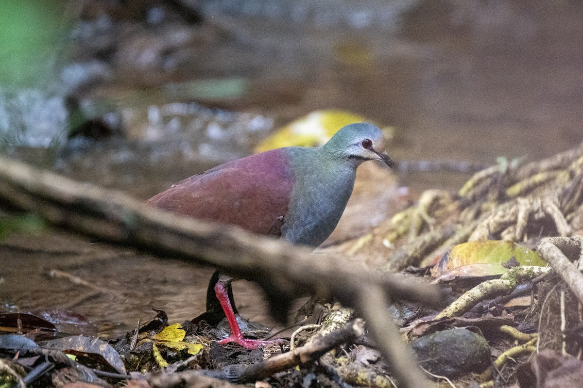 Buff-fronted Quail-Dove - ML617436330