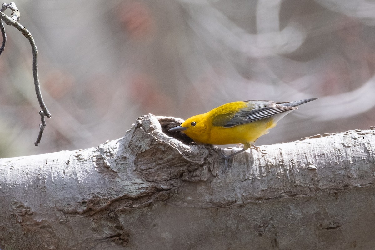Prothonotary Warbler - ML617436333