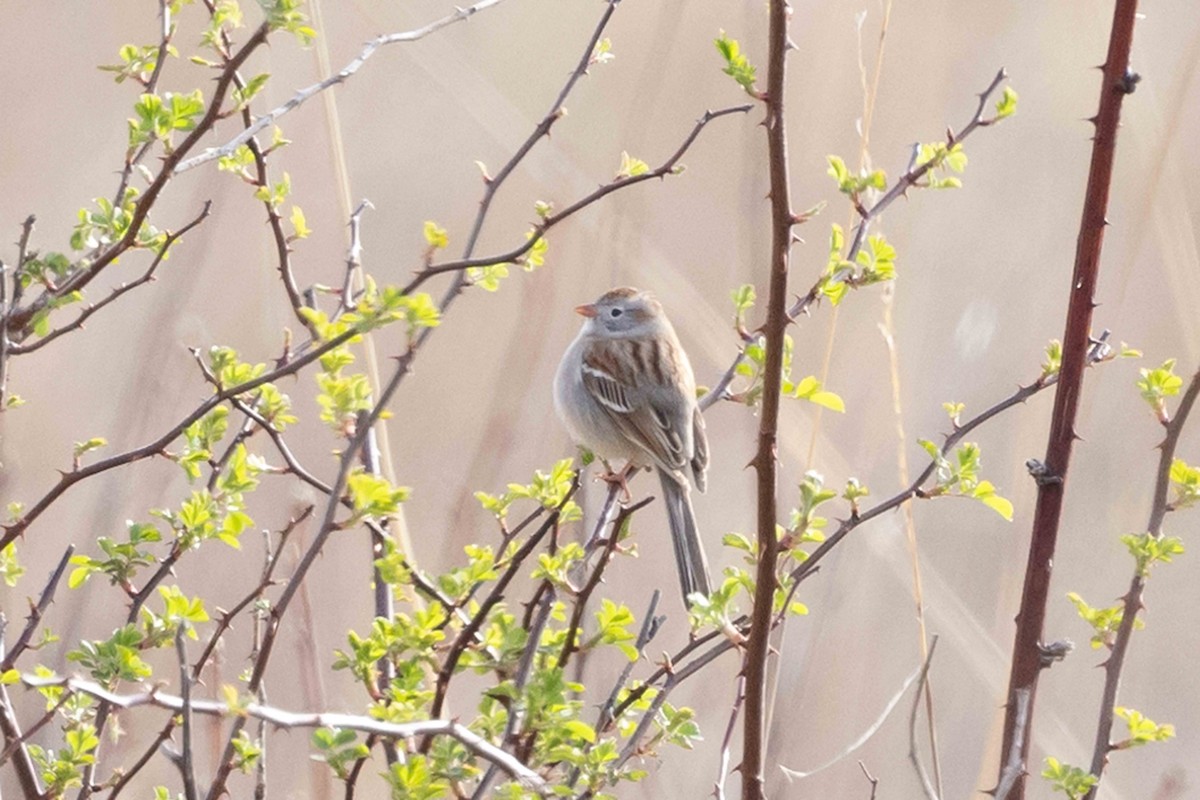 Field Sparrow - Linda Rudolph