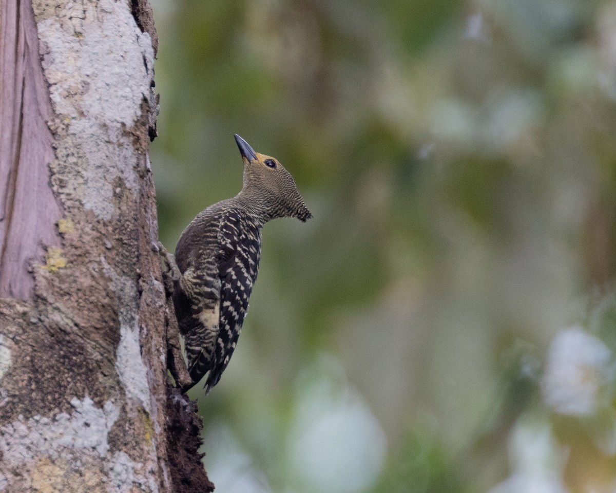 Buff-rumped Woodpecker - Dixie Sommers