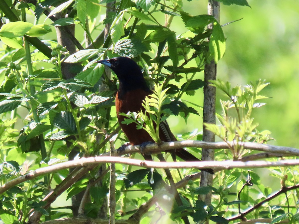 Orchard Oriole - ML617436533