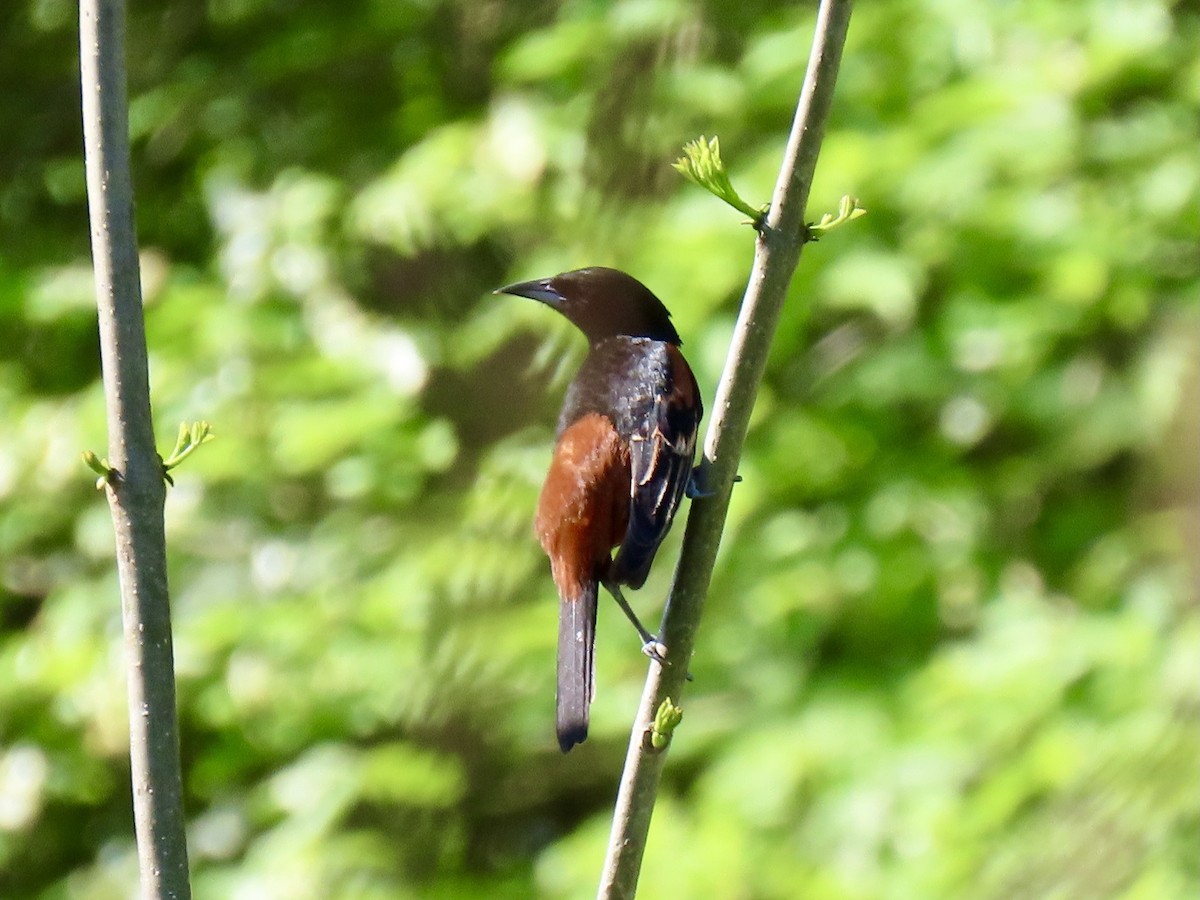 Orchard Oriole - ML617436534