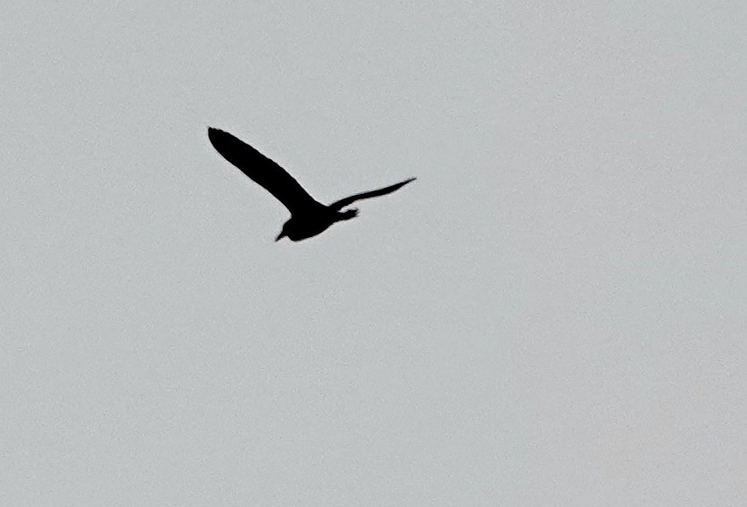 Black-crowned Night Heron - ML617436564
