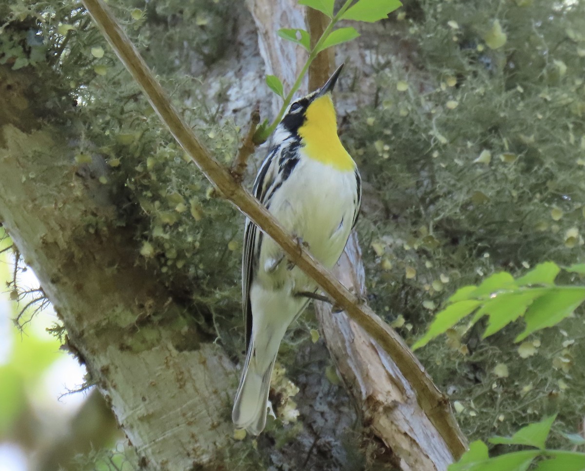 Yellow-throated Warbler - ML617436588