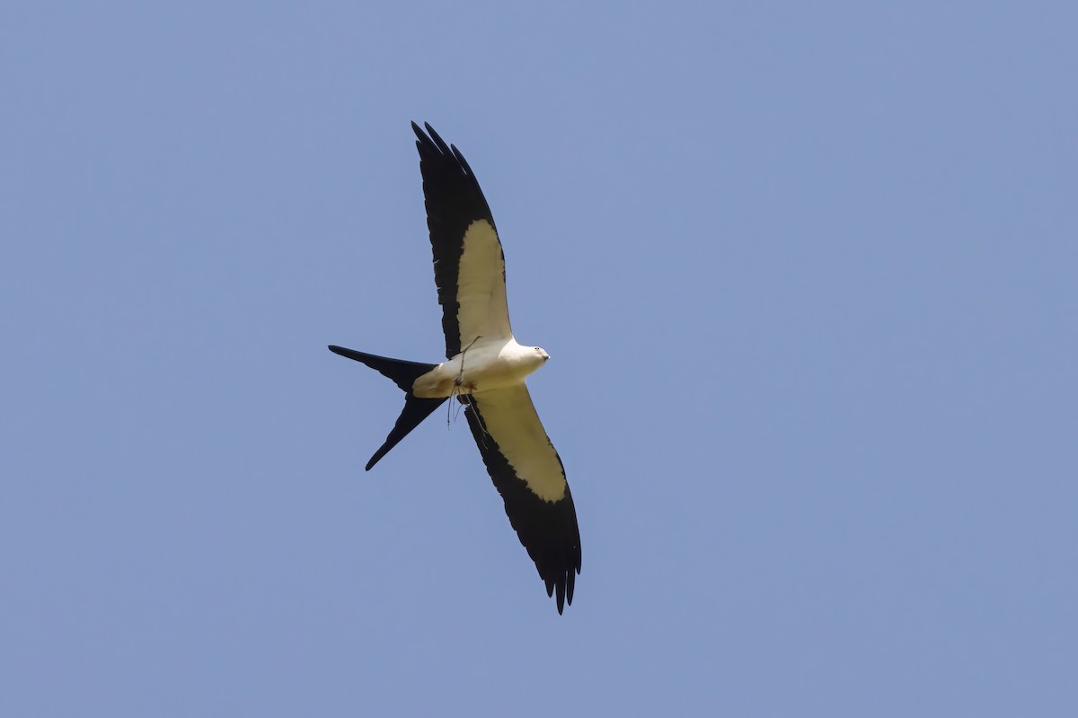 Swallow-tailed Kite - ML617436618