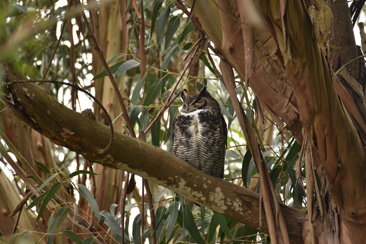 Great Horned Owl - ML617436738