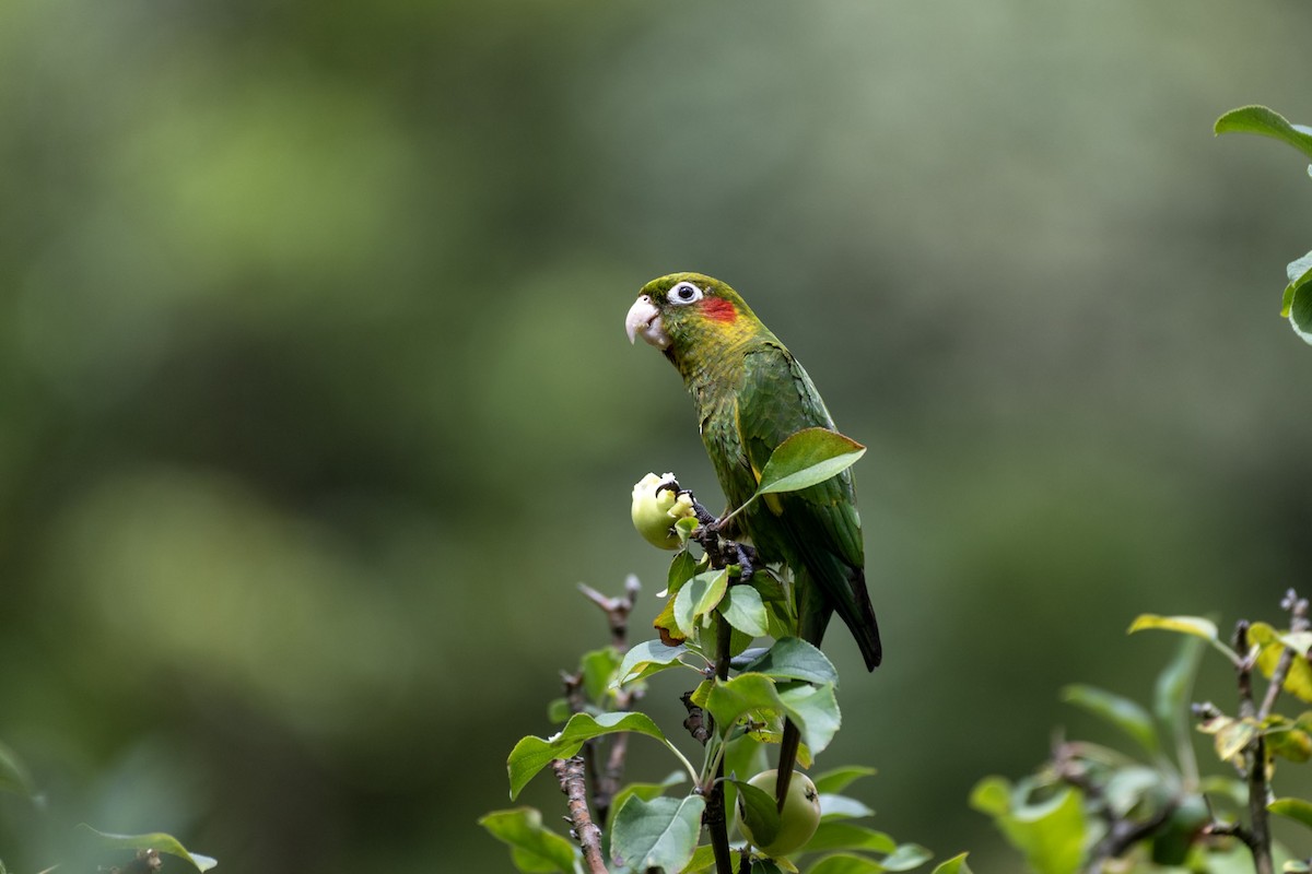 Sulphur-winged Parakeet - Terry Liddell