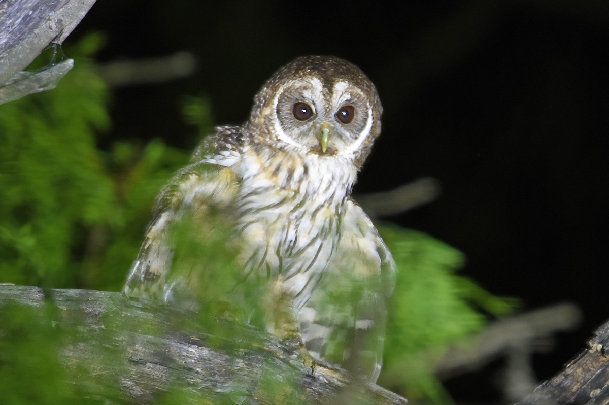 Mottled Owl - ML617436788