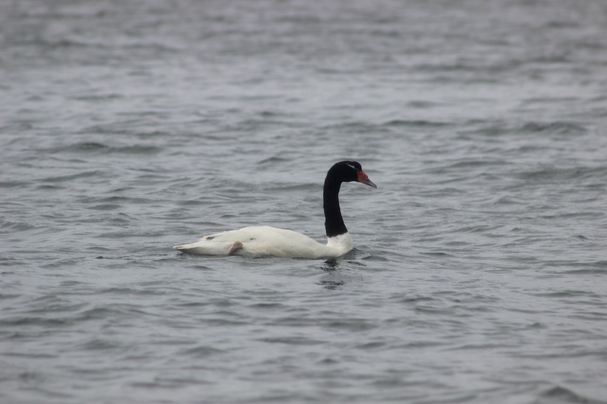 Black-necked Swan - ML617436882