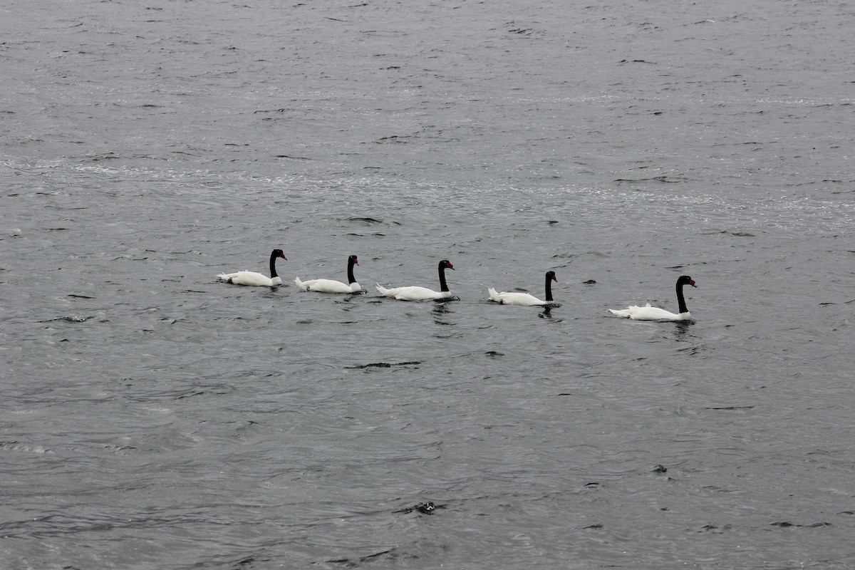 Black-necked Swan - ML617436883