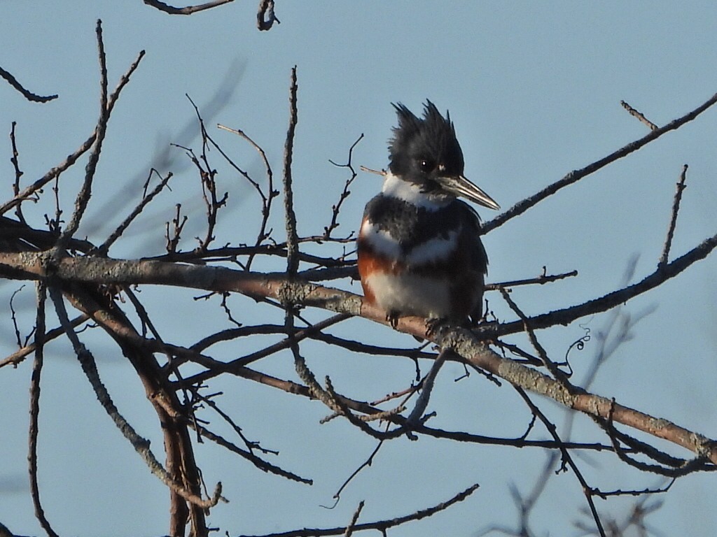 Belted Kingfisher - ML617436908