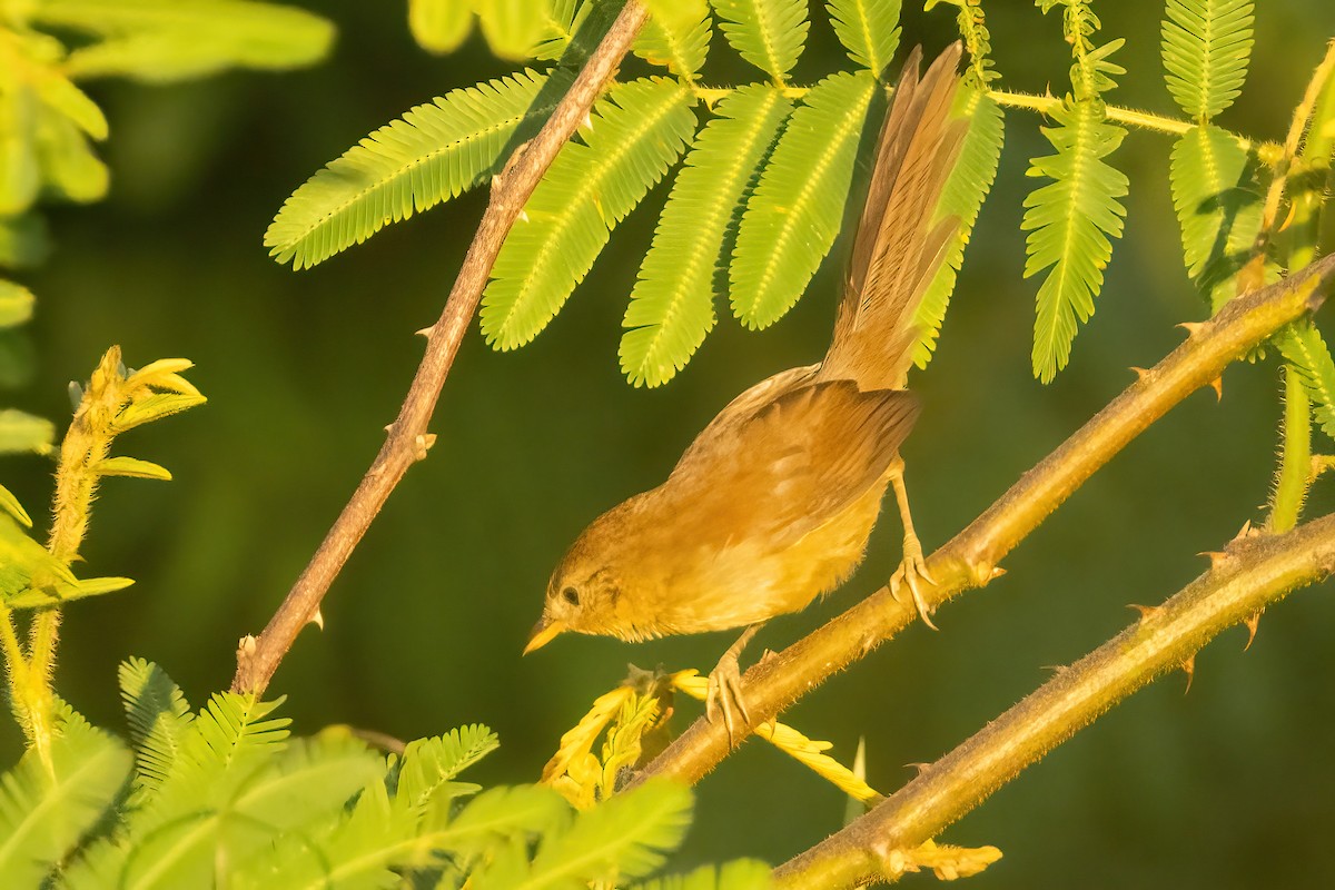 Pale-breasted Spinetail - Sean Williams