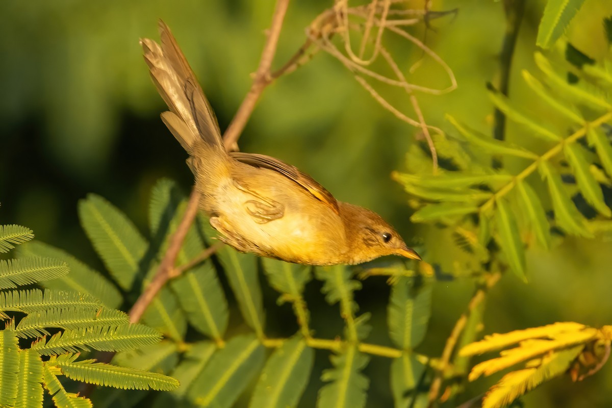 Pale-breasted Spinetail - ML617436930