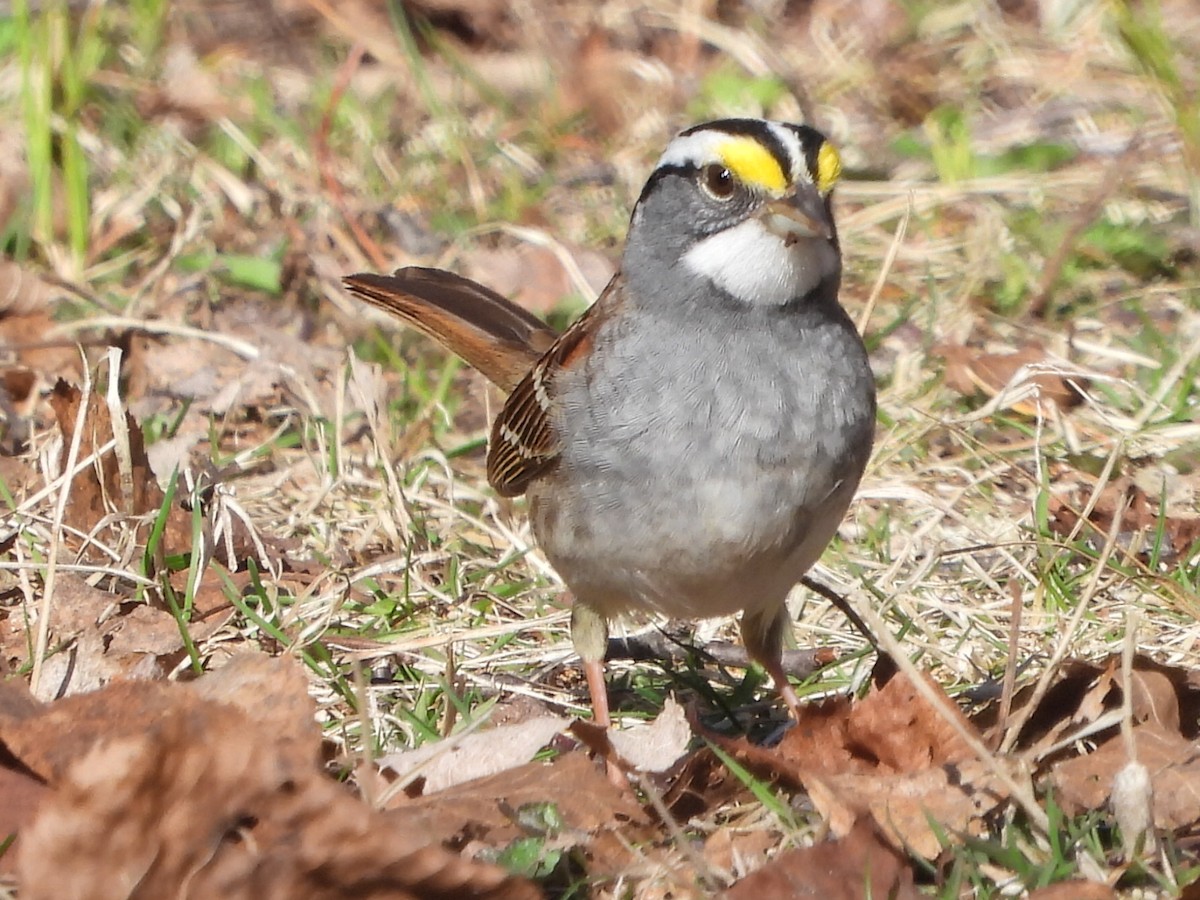 White-throated Sparrow - ML617437012