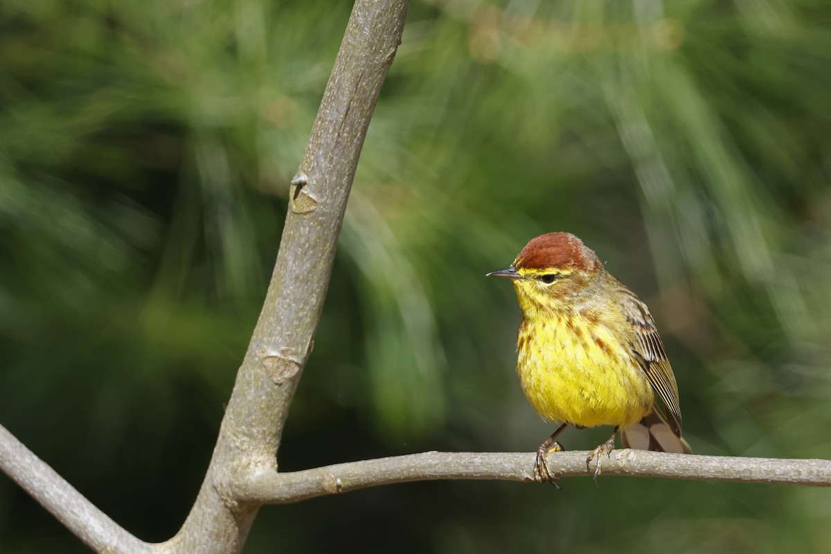 Palm Warbler (Yellow) - Larry Therrien