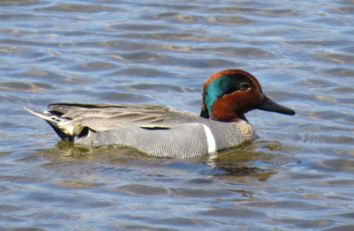 Green-winged Teal - ML617437303