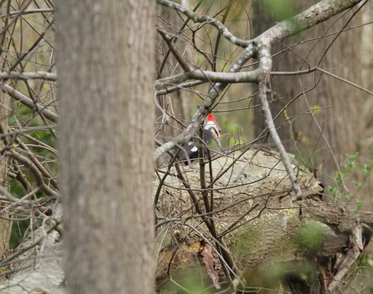 Pileated Woodpecker - ML617437324