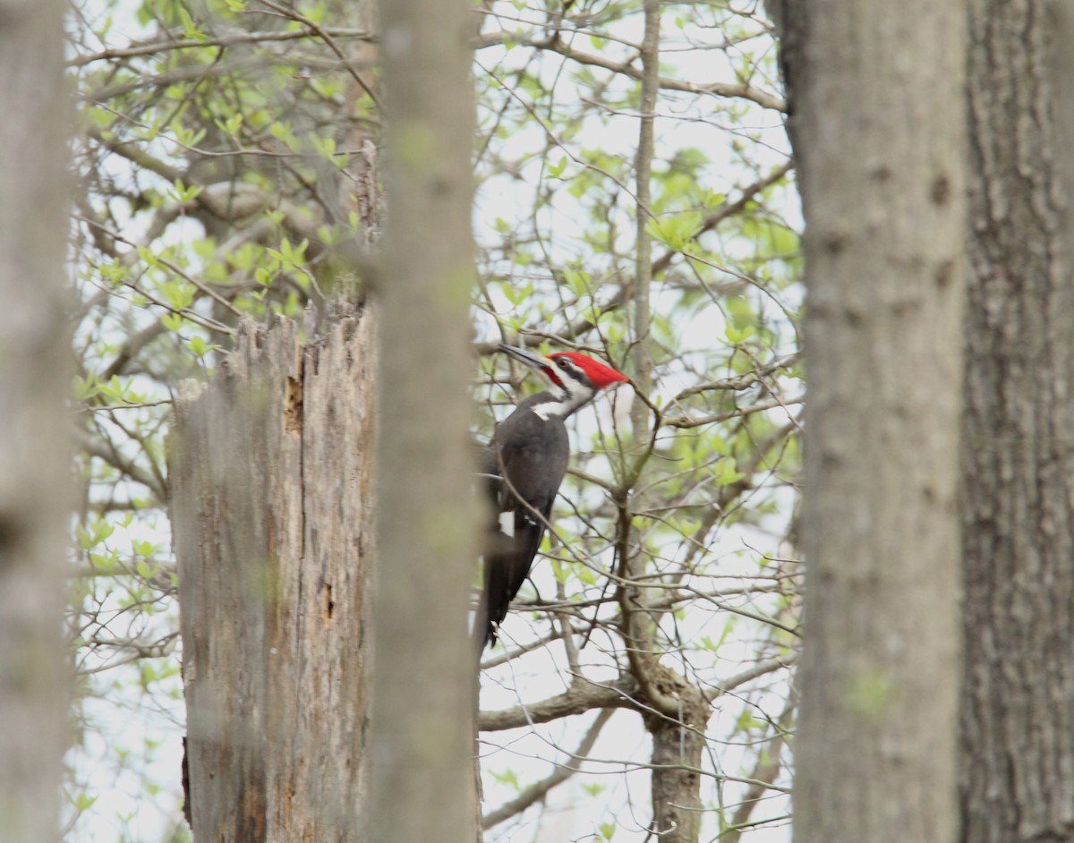 Pileated Woodpecker - ML617437332