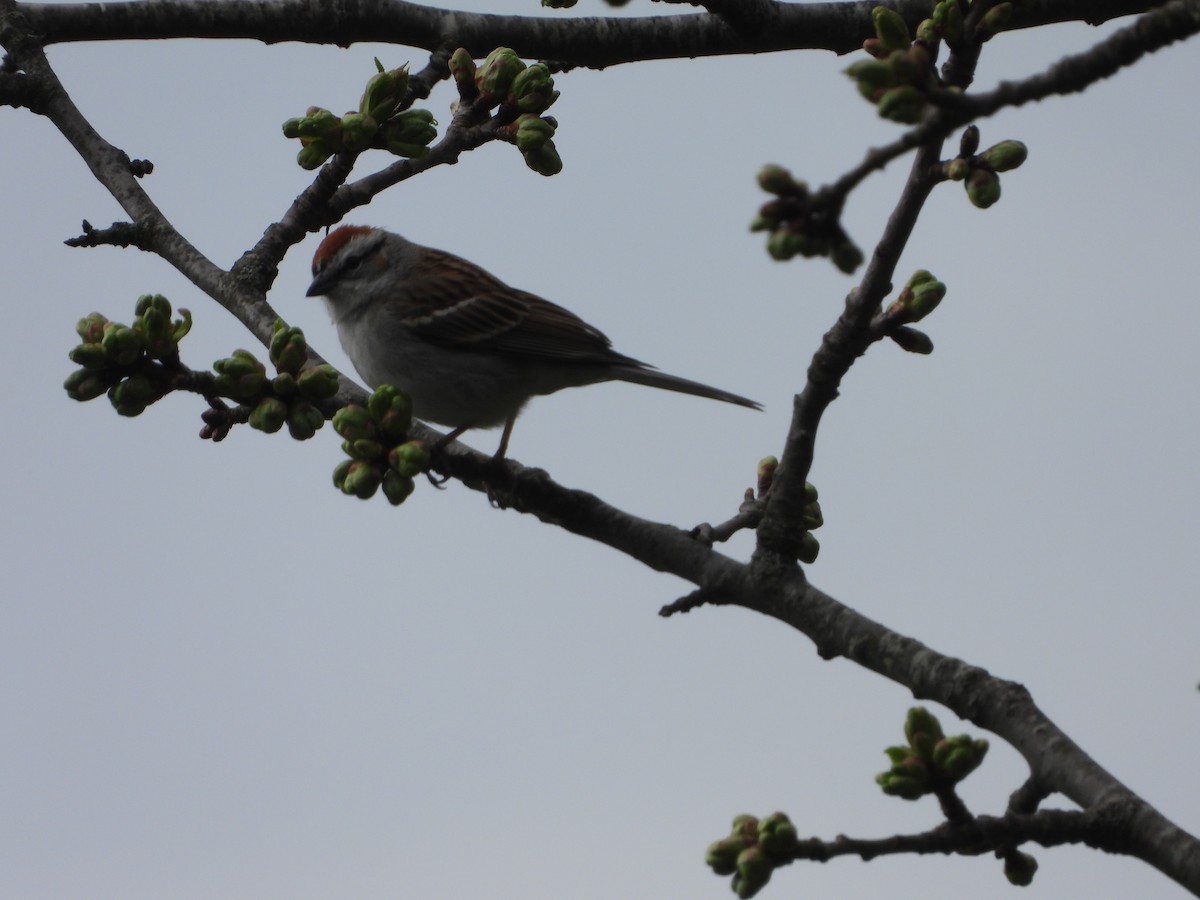 Chipping Sparrow - ML617437352