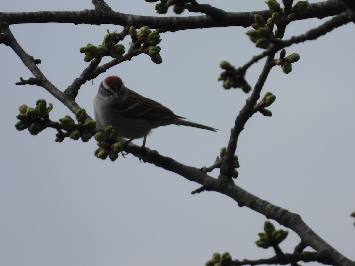 Chipping Sparrow - ML617437353