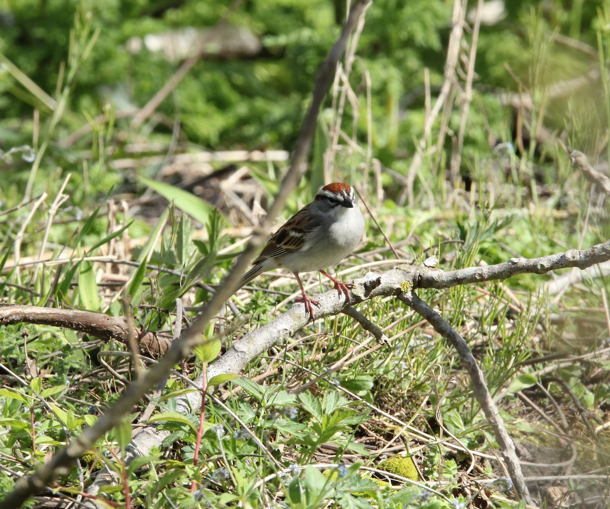 Chipping Sparrow - ML617437384