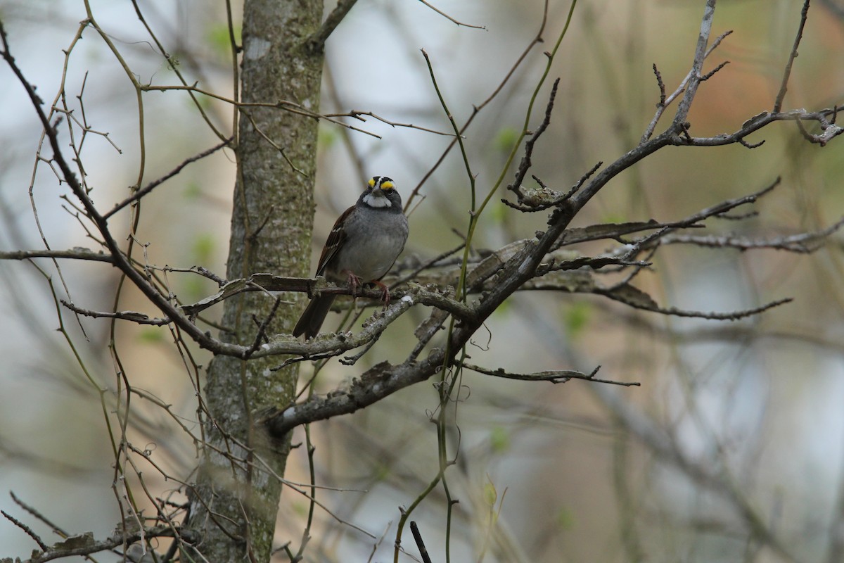White-throated Sparrow - ML617437399