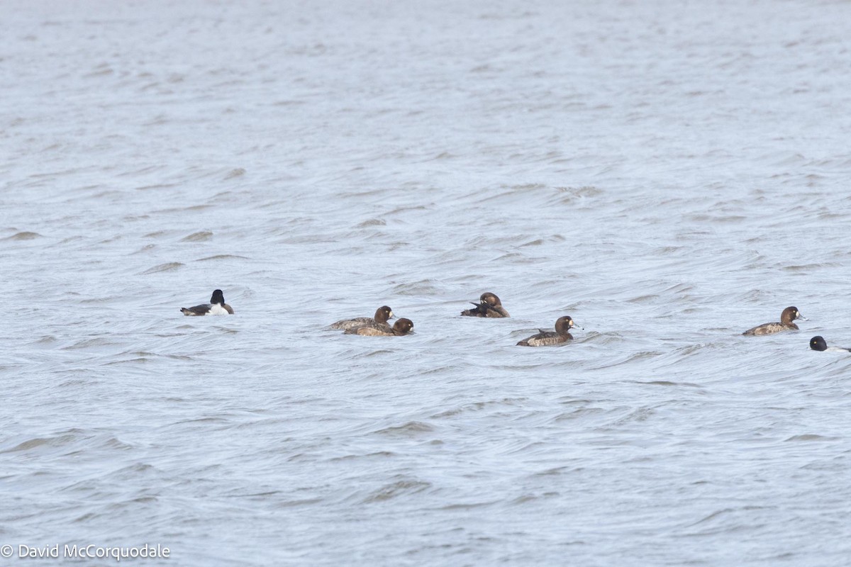 Greater Scaup - ML617437453