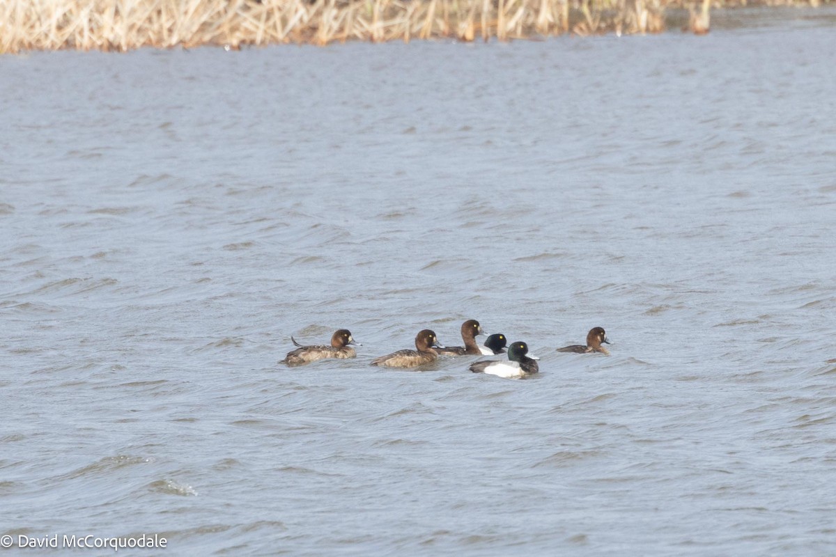 Greater Scaup - ML617437454