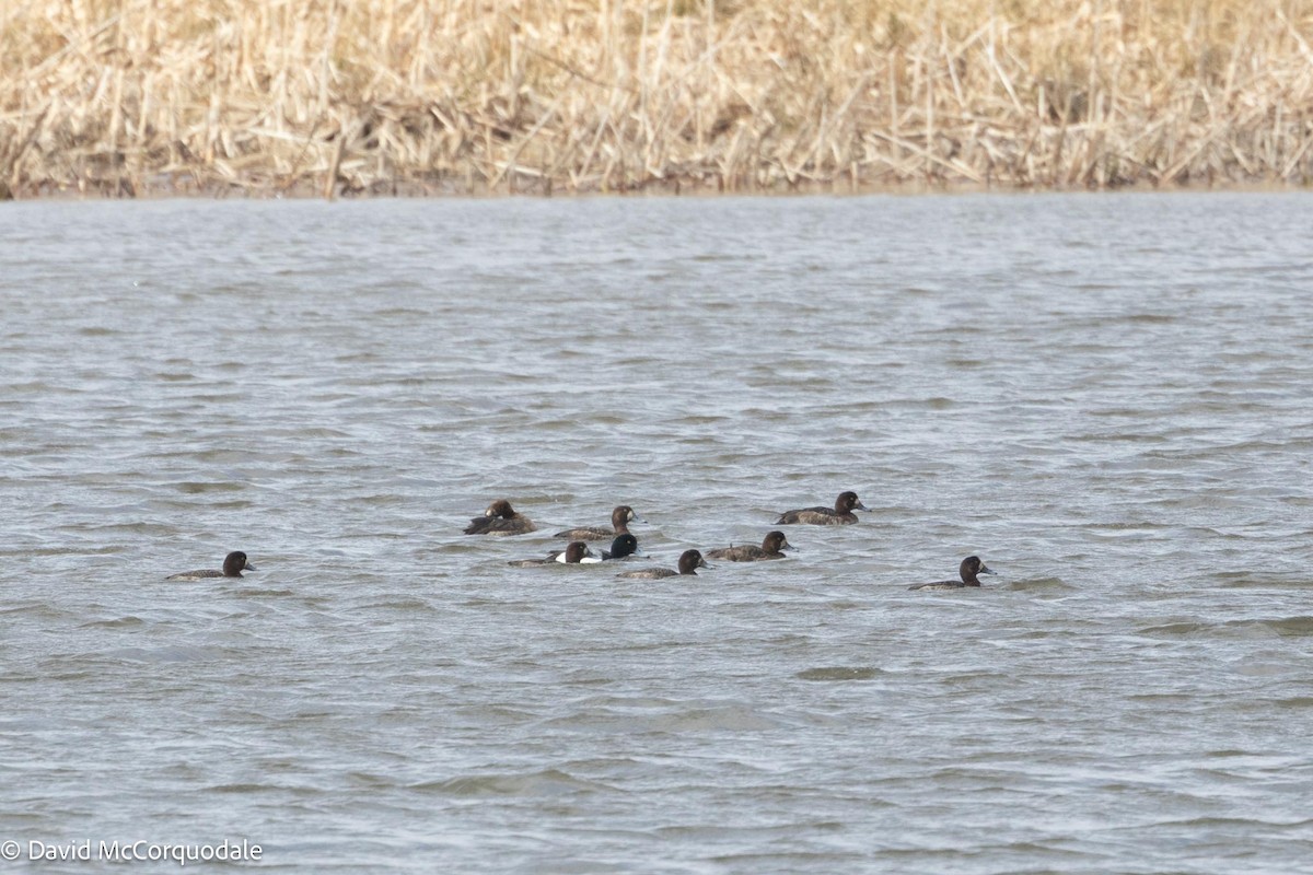 Greater Scaup - ML617437455
