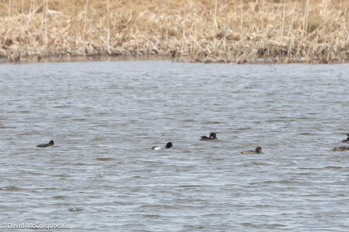 Greater Scaup - ML617437456