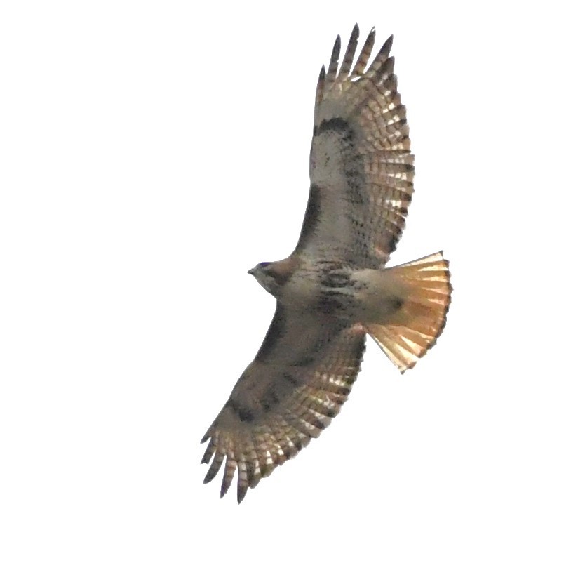 Red-tailed Hawk - ML617437567