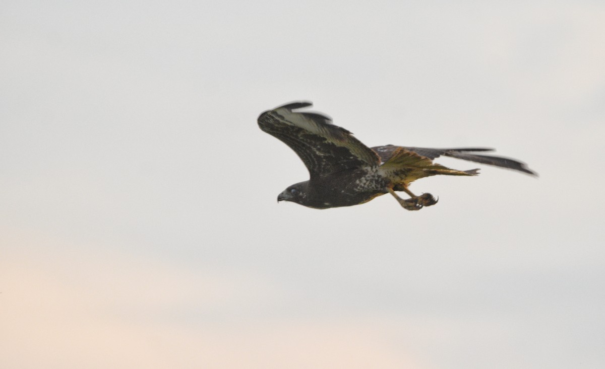 White-tailed Hawk - Cyrus Allen