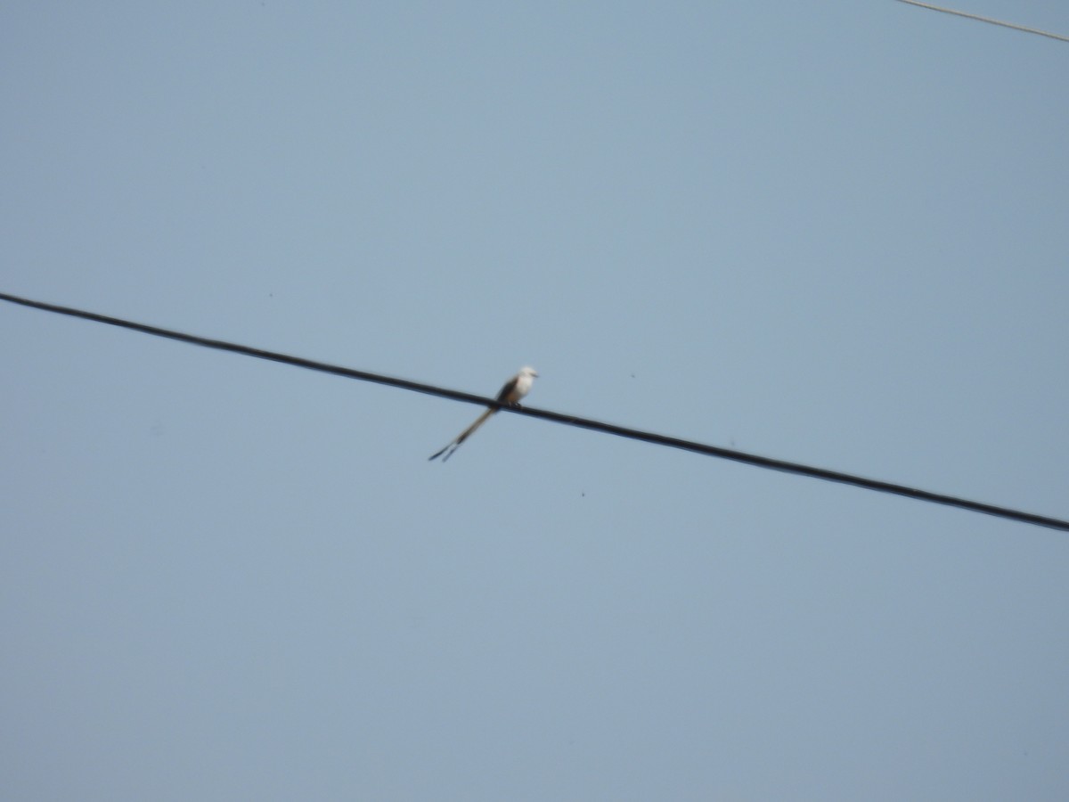 Scissor-tailed Flycatcher - Eric Hartshaw
