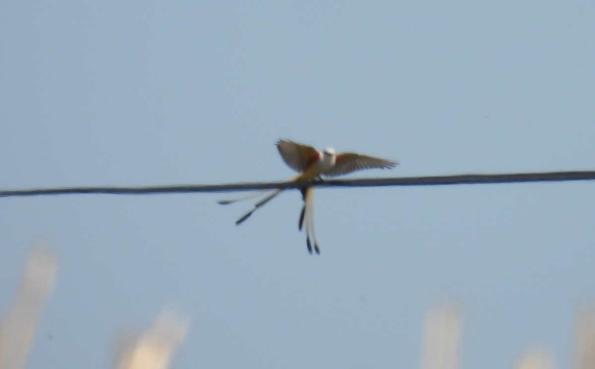 Scissor-tailed Flycatcher - ML617437625