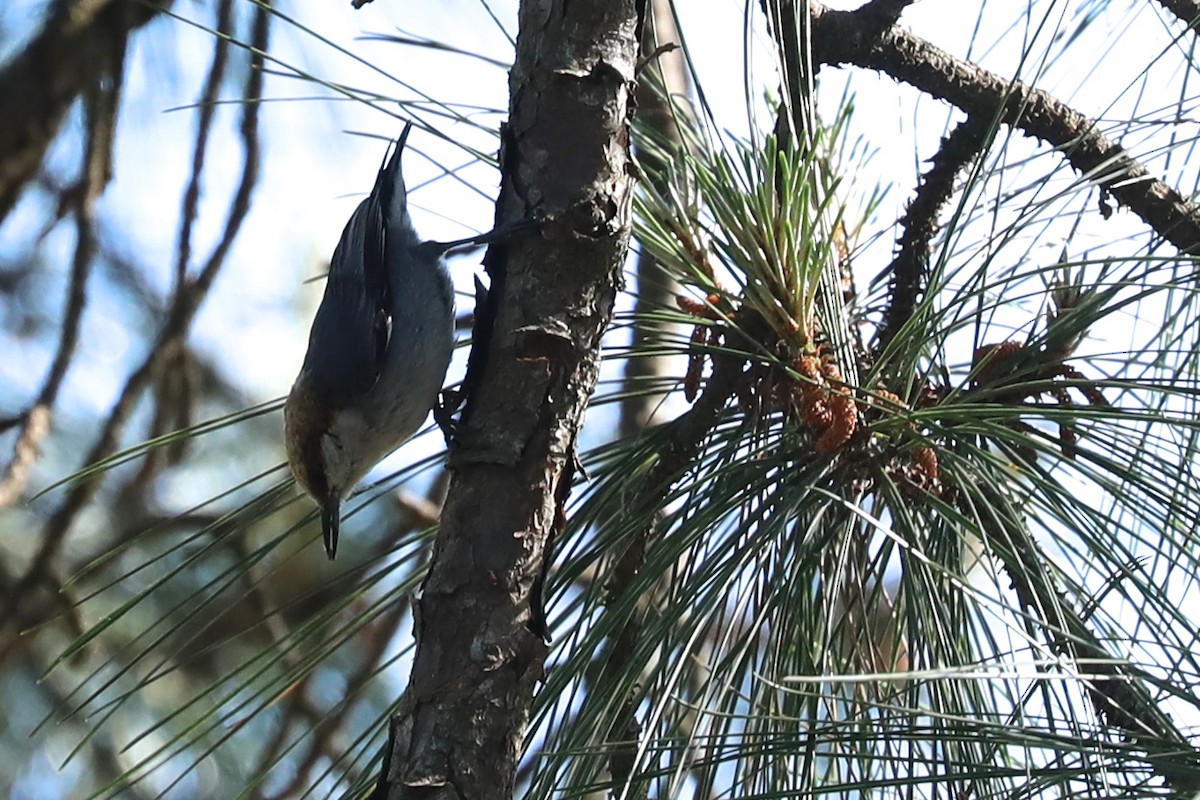Brown-headed Nuthatch - ML617438121